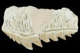 Fossil Cow Shark (Hexanchus) Tooth - Morocco #115829-1